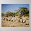 Recherche de migrateur posters Faune