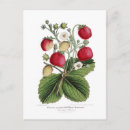 Recherche de framboise cartes postales Fraise