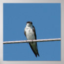 Suche nach swallow poster Schlucken