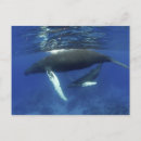 Recherche de vertébré cartes postales Animal