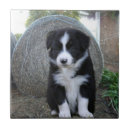 Suche nach border collie fliesen Welpe