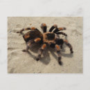 Suche nach tarantula postkarten Spinne