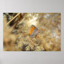 Suche nach falter kunst Schmetterling