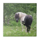Suche nach schwarzes pferd fliesen Pony