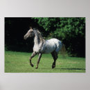 Suche nach appaloosa poster Laufen