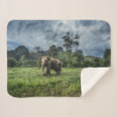 Suche nach thailand decken Wälder