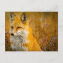 Recherche de forêt cartes postales Renard