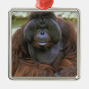 Recherche de orang outan ornements Pongo pygmaeus