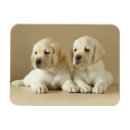 Suche nach goldener labrador magnete Niedlich