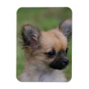 Recherche de longs cheveux magnets Chien