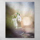 Suche nach schneefallen poster Galanthus
