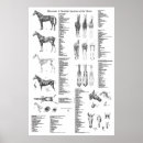 Suche nach skelettartig poster Anatomie