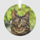 Recherche de chat tigré brun Mignon