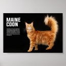Suche nach maine coon kitten poster Haustier
