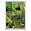 Suche nach lebenszyklus postkarten Insekt