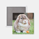 Recherche de rabbit magnets Animaux