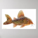 Suche nach wels kunst Fische