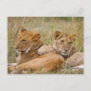 Recherche de petit animal lion cartes postales Lions