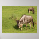 Recherche de saumons posters Animaux