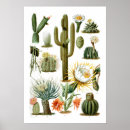 Recherche de cactus posters Saguaro