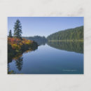 Recherche de scène tranquille cartes postales Arbre