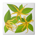 Recherche de parfum carreaux Nature