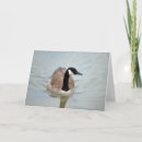 Suche nach kanada gans karten Natur