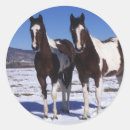 Suche nach paint horse aufkleber Bob langrish