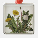 Recherche de pissenlit ornements Fleurs