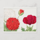 Recherche de coquelicots cartes postales Plantes