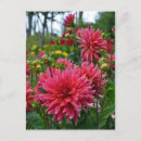 Suche nach rosa dahlie blumen postkarten Blüten