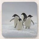 Recherche de pingouin dessous de verres Nature