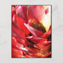 Recherche de bromeliad Photographie