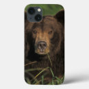 Recherche de ours coques Mammifère