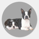 Recherche de de terrier autocollants Terriers