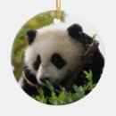 Suche nach san diego zoo Panda