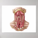Suche nach human anatomy poster Biology