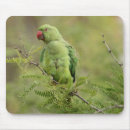 Suche nach parakeet mousepads Vögel