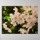 Suche nach cherry blossom poster Blühen