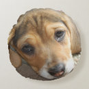 Suche nach beagle kissen Welpe