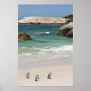 Suche nach afrikanischer pinguin poster Sphyniscus demersus