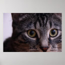 Suche nach graue katzen poster Kitty