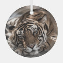 Suche nach wildkatzen ornamente Natur