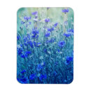 Suche nach kornblumen magnete Fotografie