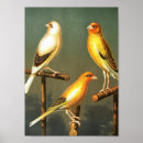 Recherche de oiseaux vintages art Nature
