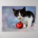 Recherche de chat noir et blanc posters Animal