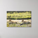 Suche nach junges tier leinwandbilder Tiere im wilden