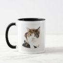 Recherche de chat de calicot tasses Animal