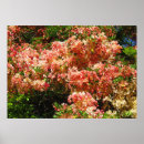 Recherche de floral cases posters Botanique