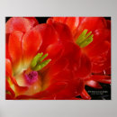 Suche nach kaktusblüte poster Arizona